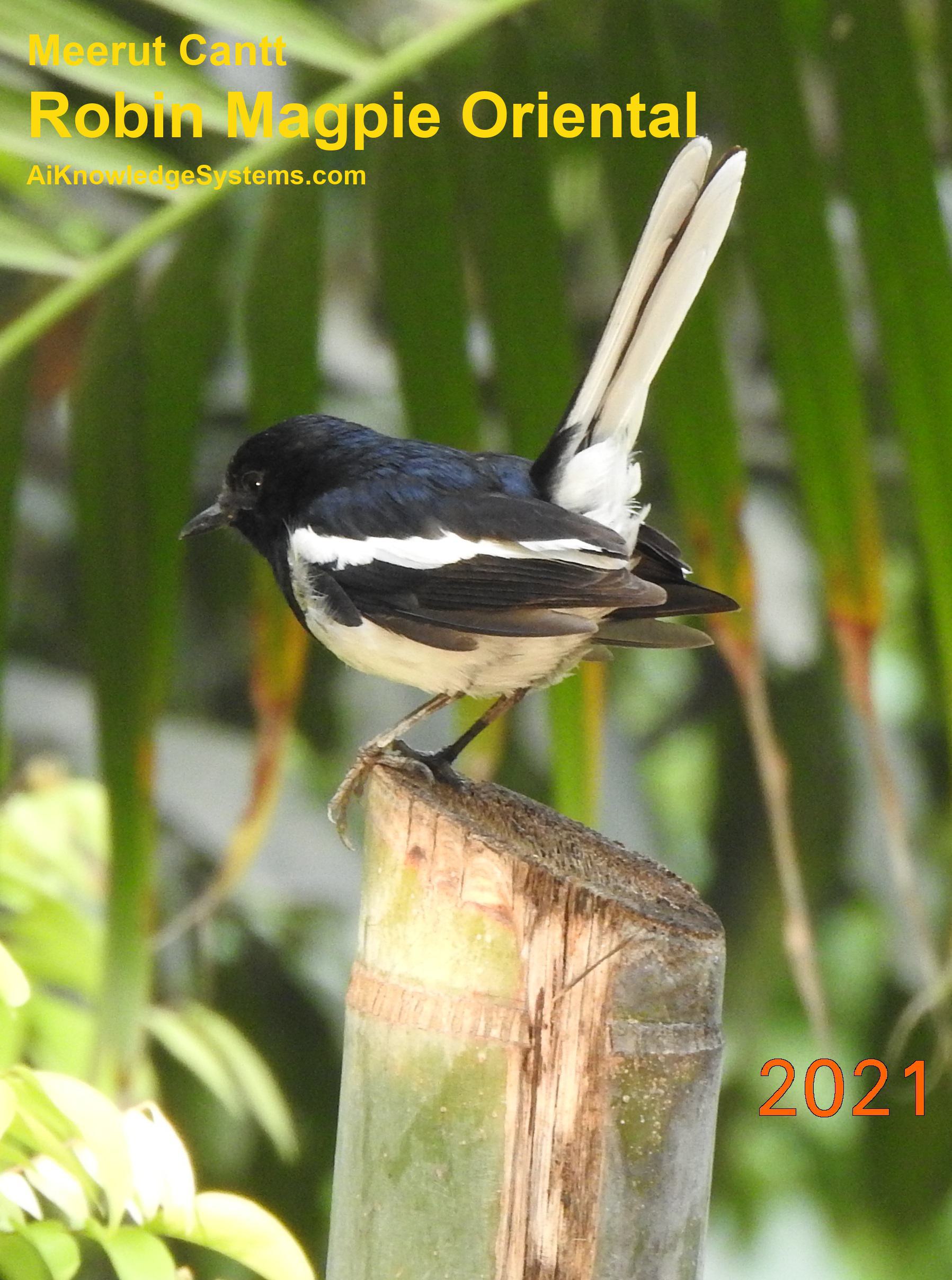 Magpie Robin (48) Coming Soon